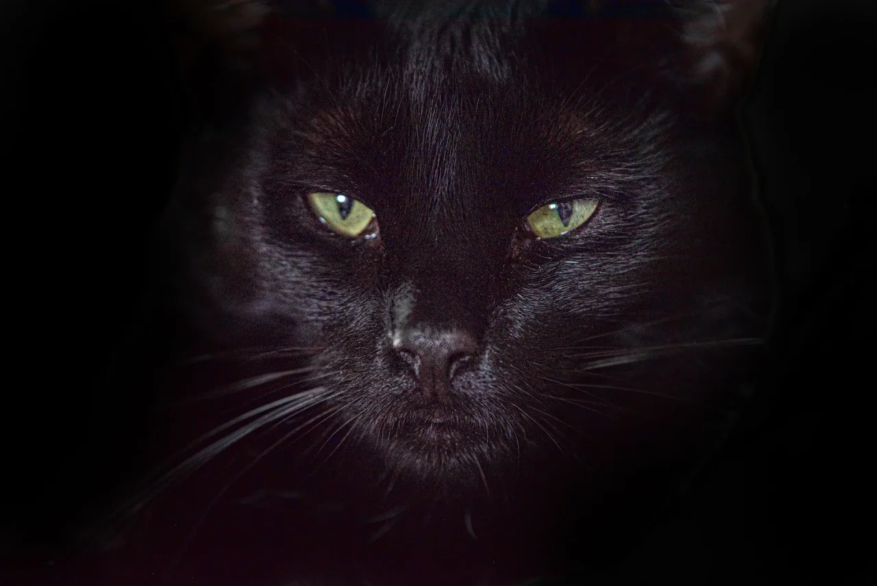 Mystisches Katzenporträt im Fine Art Stil, Fokus auf die leuchtenden Augen - Tierkunst Baden-Württemberg