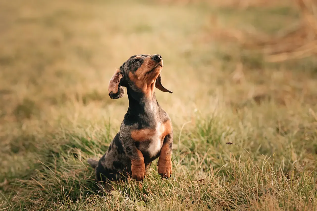 Hunde-Portrait mit edler Ausstrahlung vor schwarzem Hintergrund - ZVABFOTO Portfolio