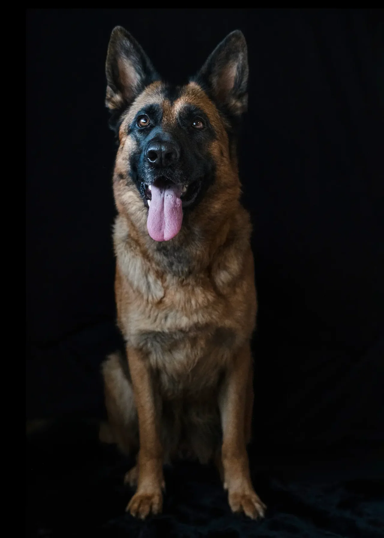 Edles Hundeporträt mit sandfter Lichtführung – ZVABFOTO Fine Art Tierfotografie Portfolio