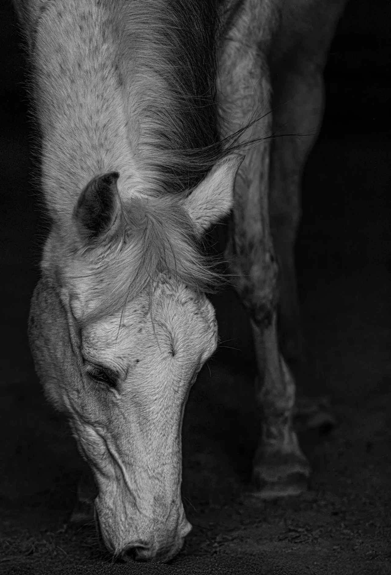 Kraftvolles Porträt eines Pferdes im Galopp, künstlerisch eingefangen