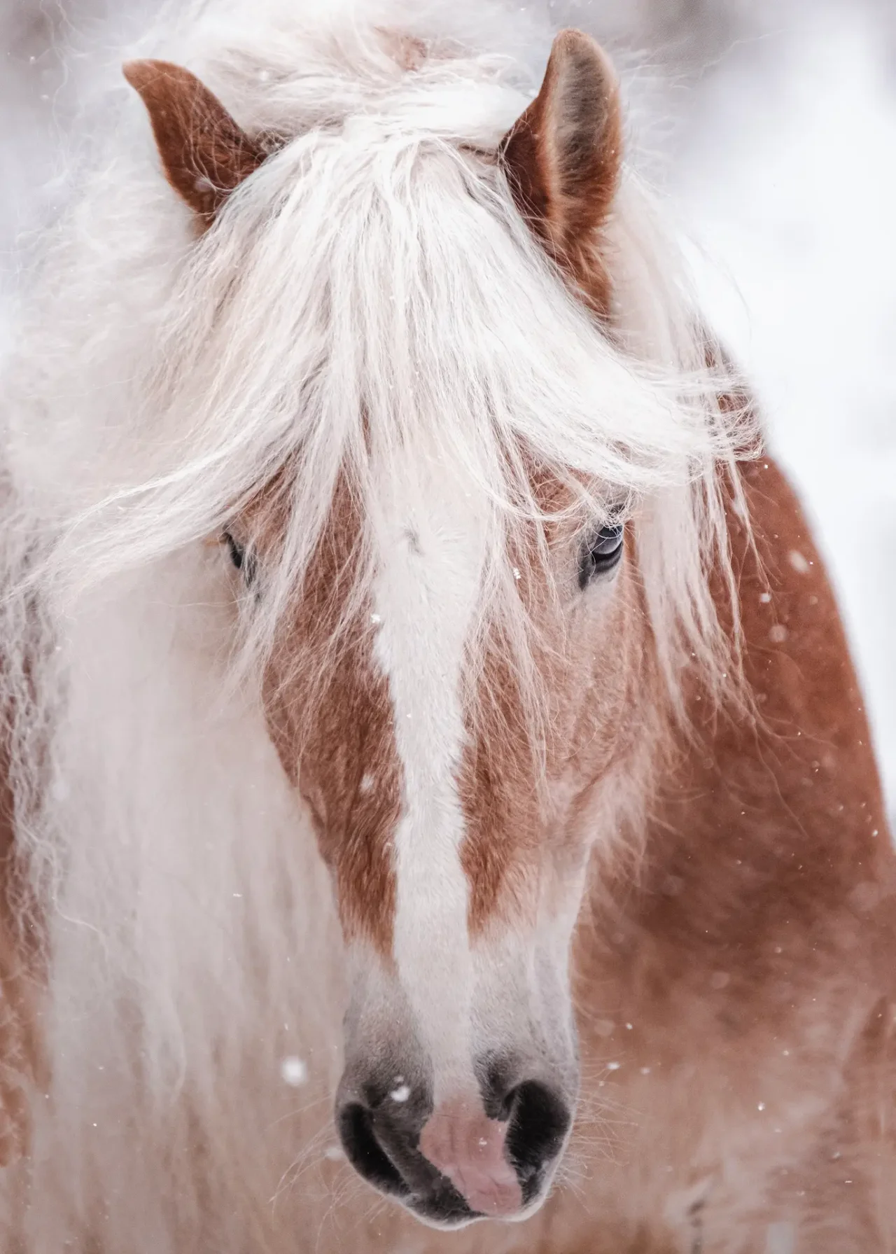 Majestätisches Pferdeporträt im Fine Art Stil – Fokus auf Charakter und Eleganz | Equine Art