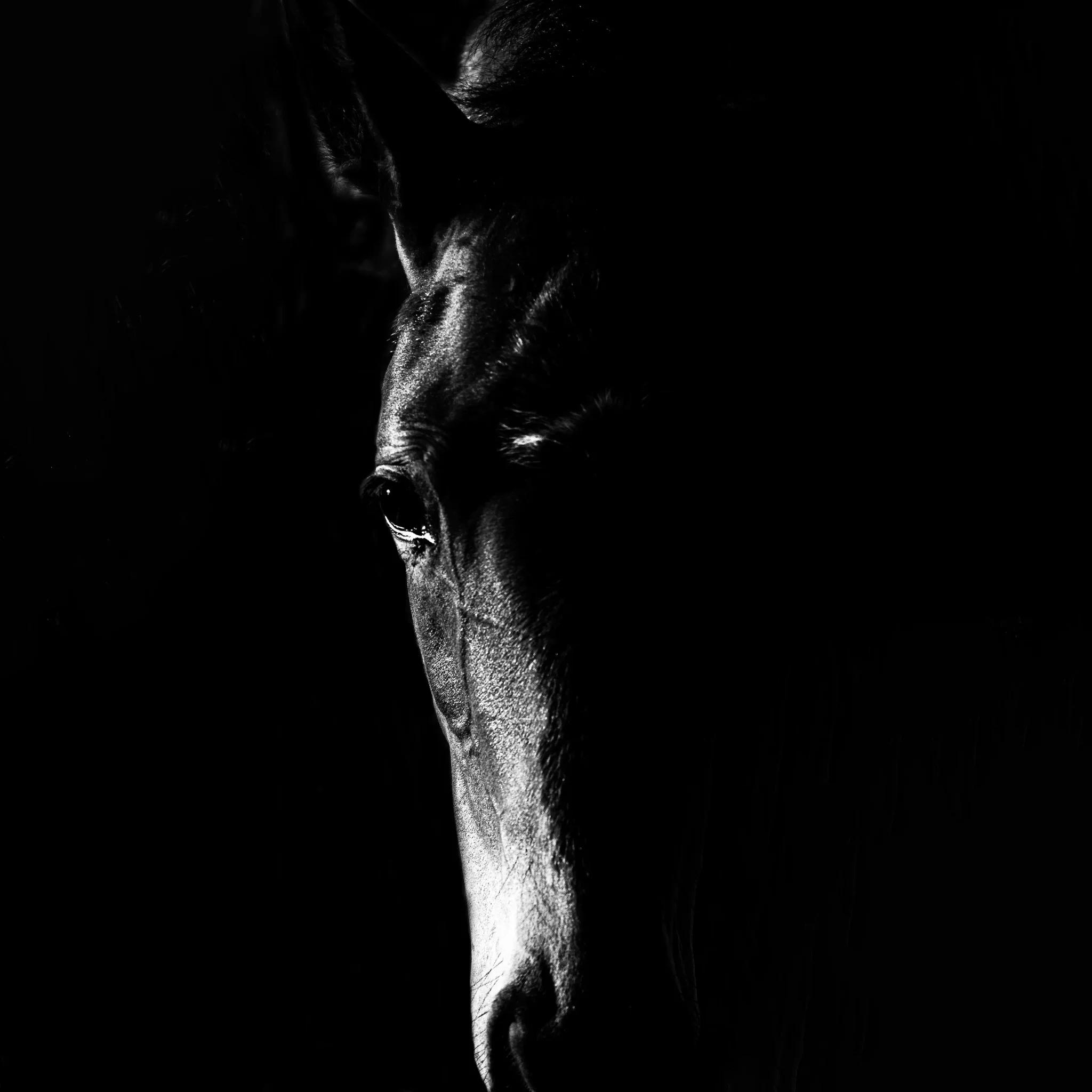 Majestätisches Pferd – Fine Art Tierfotografie