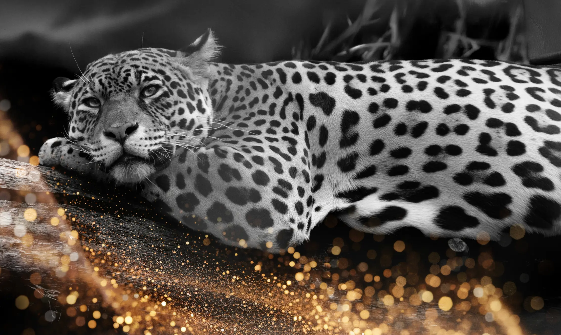 Exklusives Fine Art Wandbild eines Leoparden mit edlen goldenen Akzenten - ZVABFOTO Limited Edition Kunstwerk